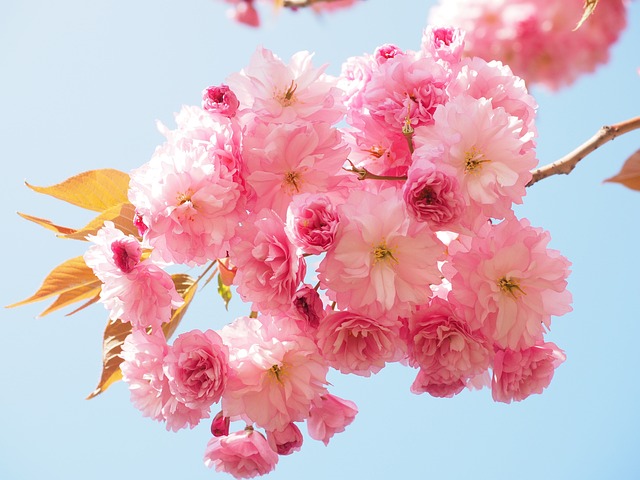Cherry Blossom 1260641